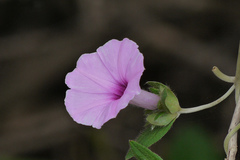 Argyreia sericea